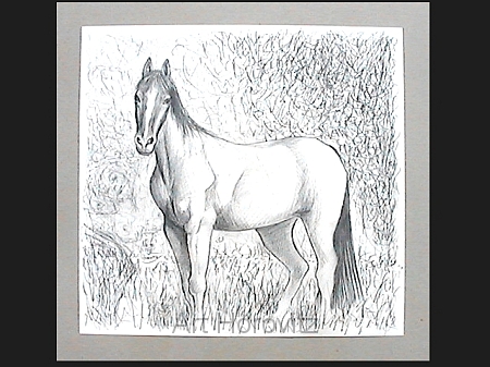 Pferde-Englische Vollblut269.JPG